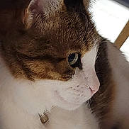 Nala participe au concours pour gagner de l'argent avec cette photo : cat, tabby, close_up, profile, fur, whiskers, collar, bell, pet, animal, indoor, focused, side_view, cute, domestic_cat, mammal, feline, soft_light, blurred_background, portrait