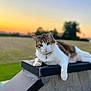 Nala a rejoint le concours — aidez-le/la à gagner de superbes lots ! cat, sunset, outdoor, animal, relaxed, nature, feline, fur, collar, ledge, grass, field, sky, twilight, peaceful, portrait, mammal, domestic_animal, whiskers, resting