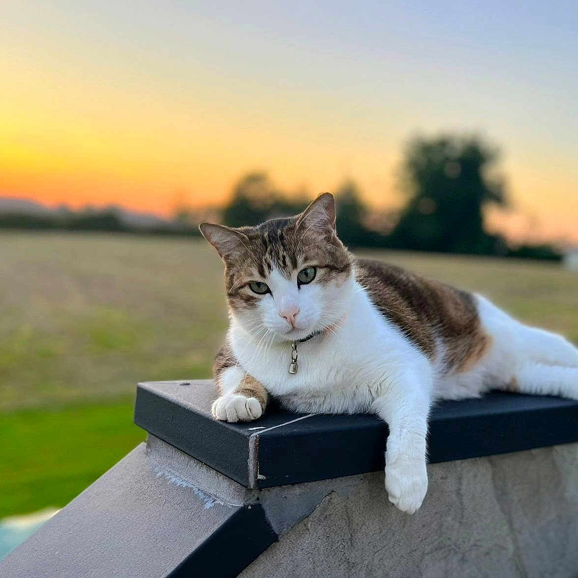 Nala a rejoint le concours — aidez-le/la à gagner de superbes lots ! animal, cat, collar, domestic_animal, feline, field, fur, grass, ledge, mammal, nature, outdoor, peaceful, portrait, relaxed, resting, sky, sunset, twilight, whiskers