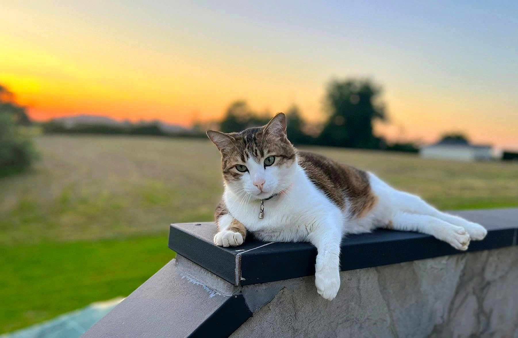 Nala a rejoint le concours — aidez-le/la à gagner de superbes lots ! cat, sunset, outdoor, animal, relaxed, nature, feline, fur, collar, ledge, grass, field, sky, twilight, peaceful, portrait, mammal, domestic_animal, whiskers, resting