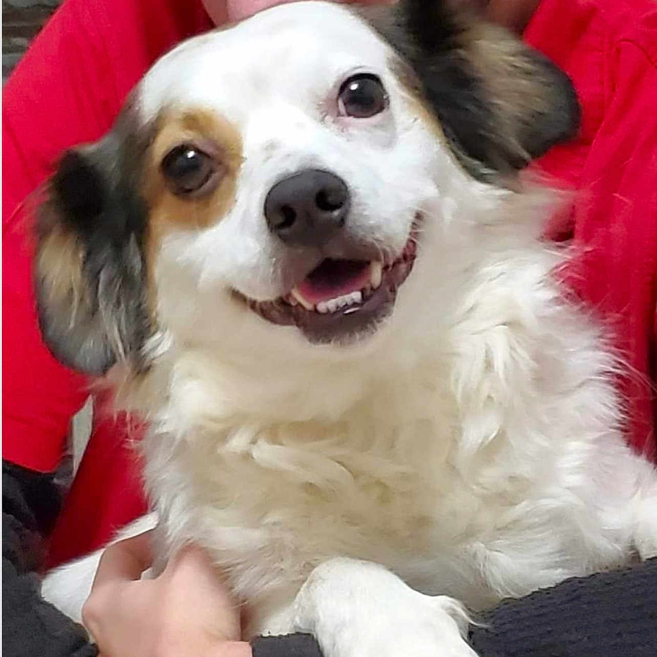 Tico