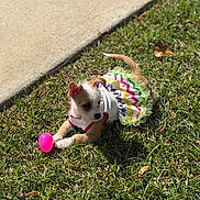 Dakota Simone is registered to the contest to win money with this photo: animal, casual, colorful, cute, dog, dress, grass, green_grass, outdoor, pet, pink_toy, playful, puppy, resting, sidewalk, small_dog, summer, sunlight, toy, young_dog