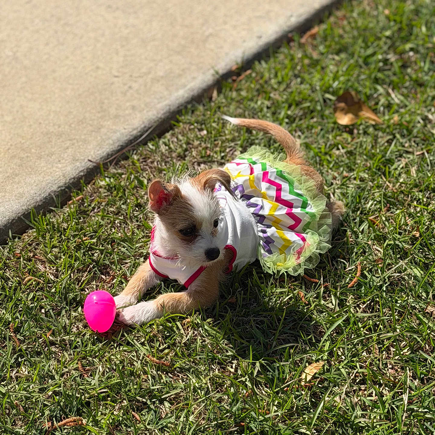 Dakota Simone is registered to the contest to win money with this photo: animal, casual, colorful, cute, dog, dress, grass, green_grass, outdoor, pet, pink_toy, playful, puppy, resting, sidewalk, small_dog, summer, sunlight, toy, young_dog