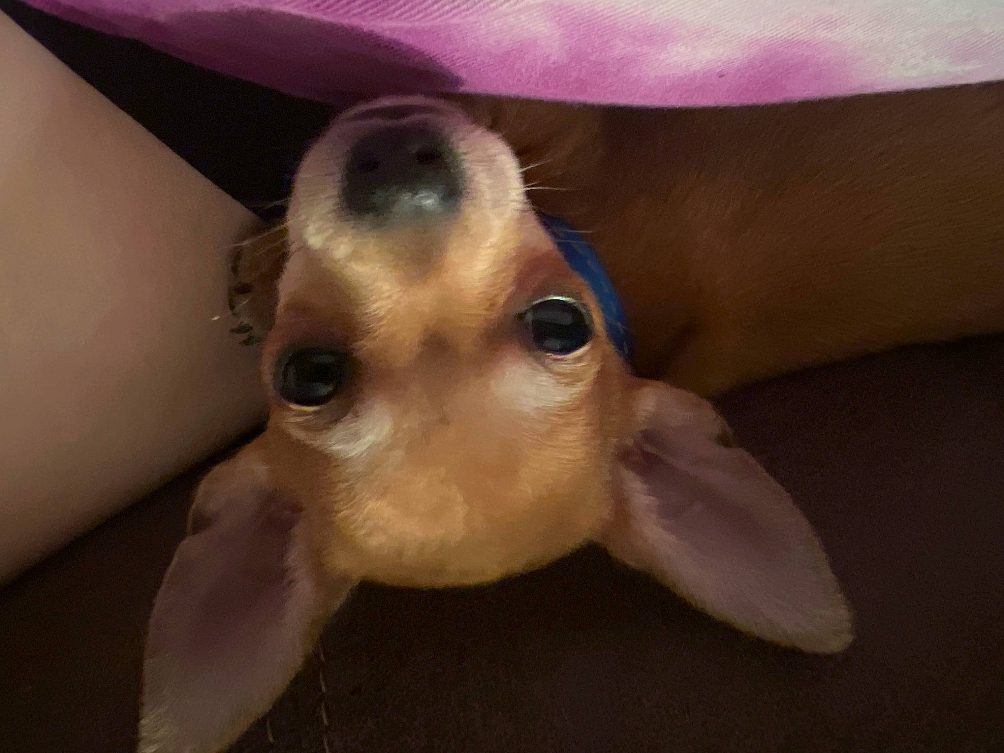 Bud joined the competition — help win amazing prizes! canidae, carnivore, companion_dog, corgi_chihuahua, dog, dog_breed, ear, fawn, fur, human_leg, liver, paw, puppy, snout, sporting_group, toy_dog, whiskers, wing, working_animal