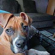 Bowser joined the competition — help win amazing prizes! dog, brown_dog, pet, close_up, indoor, couch, blanket, furniture, canine, animal, portrait, ears, nose, face, expression, relaxed, domestic, house, looking, paw