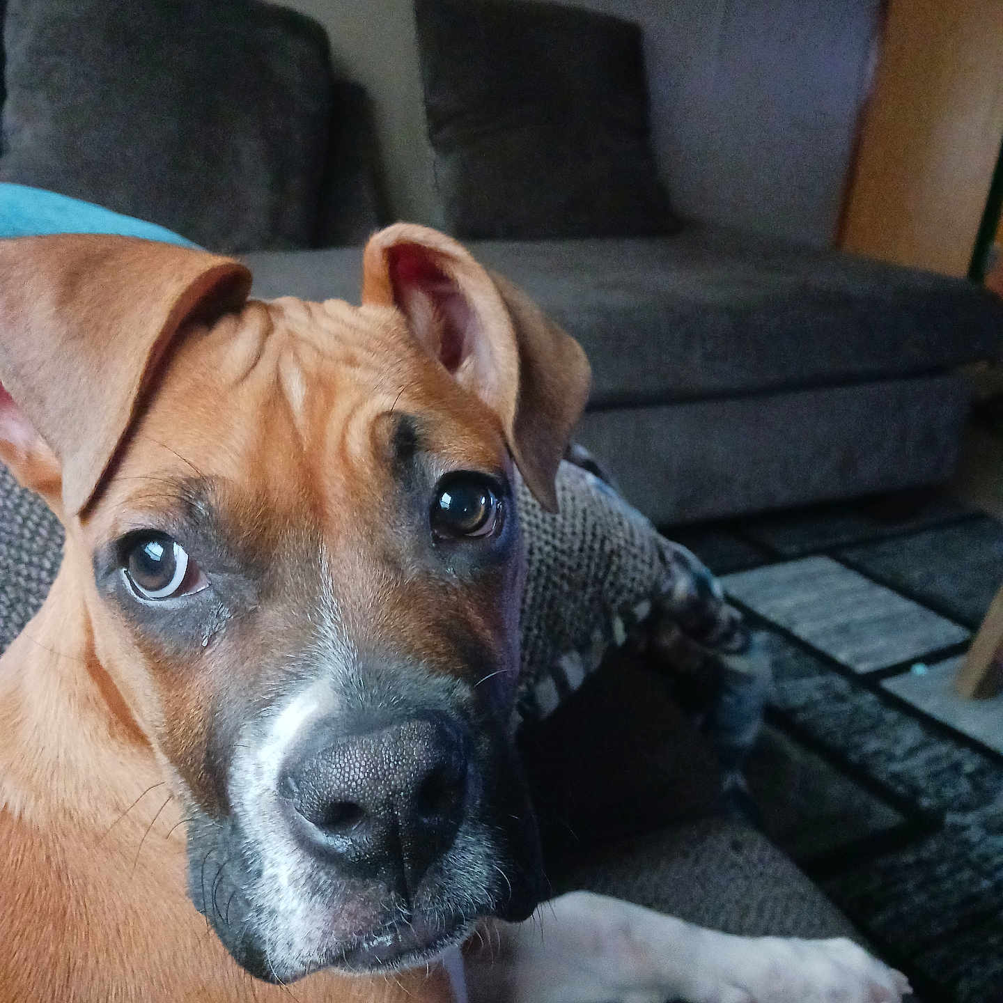 Bowser joined the competition — help win amazing prizes! dog, brown_dog, pet, close_up, indoor, couch, blanket, furniture, canine, animal, portrait, ears, nose, face, expression, relaxed, domestic, house, looking, paw