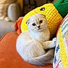 Beatrice joined the competition — help win amazing prizes! animal, cat, colorful_blanket, comfort, cozy, crocheted_pillow, cute, folded_ears, furry, home, indoor, kitten, looking_at_camera, orange_cushion, pet, pineapple_pillow, relaxed, soft, white_cat, young_cat
