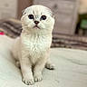 animal, bed, blue_eyes, cat, closeup, cute, domestic_animal, feline, fur, indoor, kitten, looking, pet, portrait, scottish_fold, sitting, soft, whiskers, white_cat, young