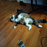 Spunky joined the competition — help win amazing prizes! cat, fluffy_cat, lying_down, wooden_floor, brush, shoe, indoor, relaxation, pet, tabby_cat, white_paws, table_leg, household, flooring, fur, domestic_animal, resting, whiskers, tail, cozy