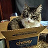 Spunky joined the competition — help win amazing prizes! cat, tabby, cardboard_box, pet, indoor, curious, feline, chewy, marble_surface, fluffy, domestic_cat, brown, white, black, closeup, animal, resting, box, cute, household