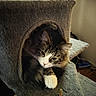 Spunky is registered to the contest to win money with this photo: cat, feline, pet, cat_tree, indoor, fur, paw, resting, cozy, comfortable, animal, whiskers, ears, tabby, white_paw, looking, household, soft_light, relaxed, cute
