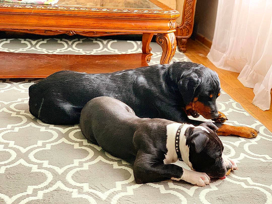 Lucci is registered to the contest to win money with this photo: canidae, carnivore, companion_dog, dobermann, dog, dog_breed, fawn, great_dane, mammal, nap, puppy, rottweiler, snout, sporting_group, vertebrate