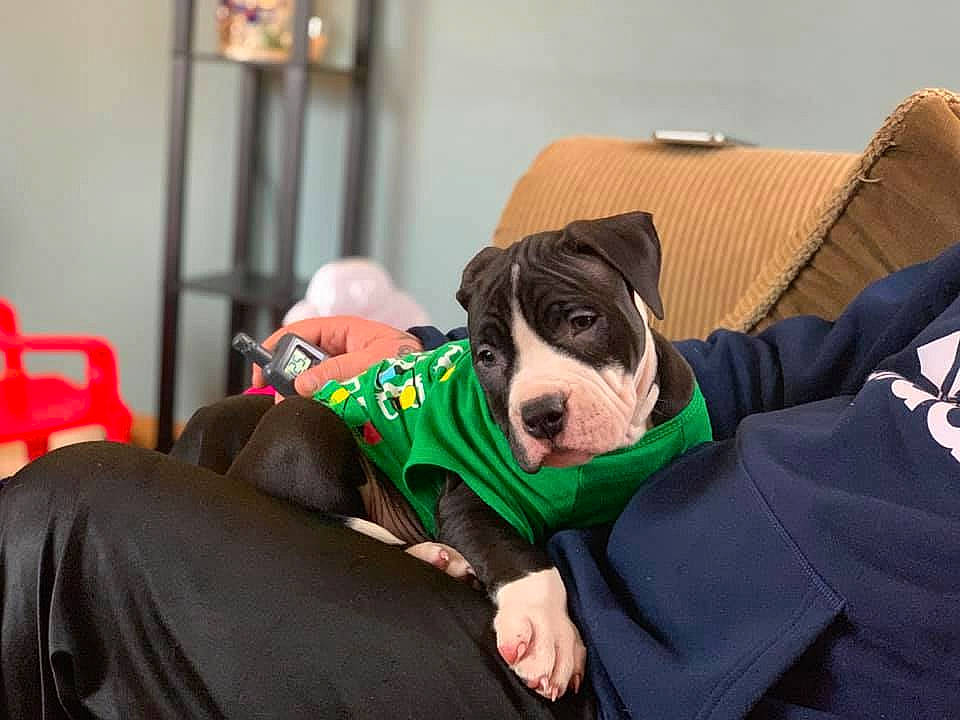 Lucci joined the competition — help win amazing prizes! american_bulldog, american_pit_bull_terrier, american_staffordshire_terrier, canidae, carnivore, companion_dog, dog, dog_breed, fawn, mammal, non_sporting_group, olde_english_bulldogge, pit_bull, snout, sporting_group, staffordshire_bull_terrier