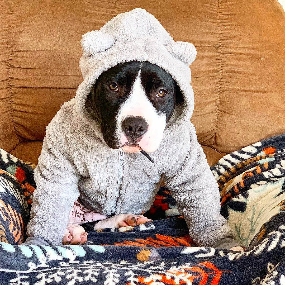 Lucci joined the competition — help win amazing prizes! canidae, carnivore, companion_dog, dog, dog_breed, fur, mammal, non_sporting_group, pointer, puppy, puppy_love, sporting_group, vertebrate