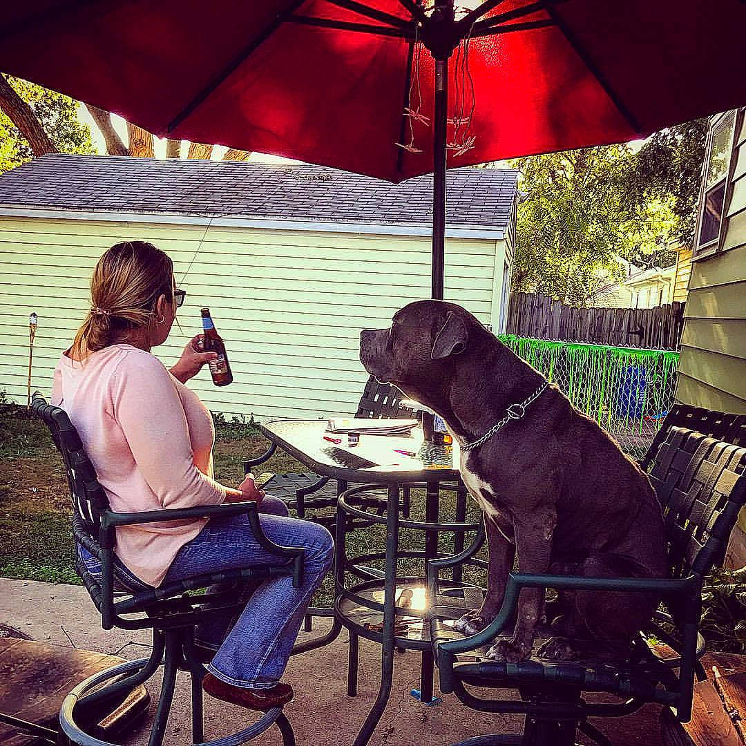 Dozer joined the competition — help win amazing prizes! canidae, chair, cool, fashion_accessory, fawn, furniture, green, home, house, leisure, night, patio, shade, sitting, sky, square, table, tints_and_shades, umbrella, vacation