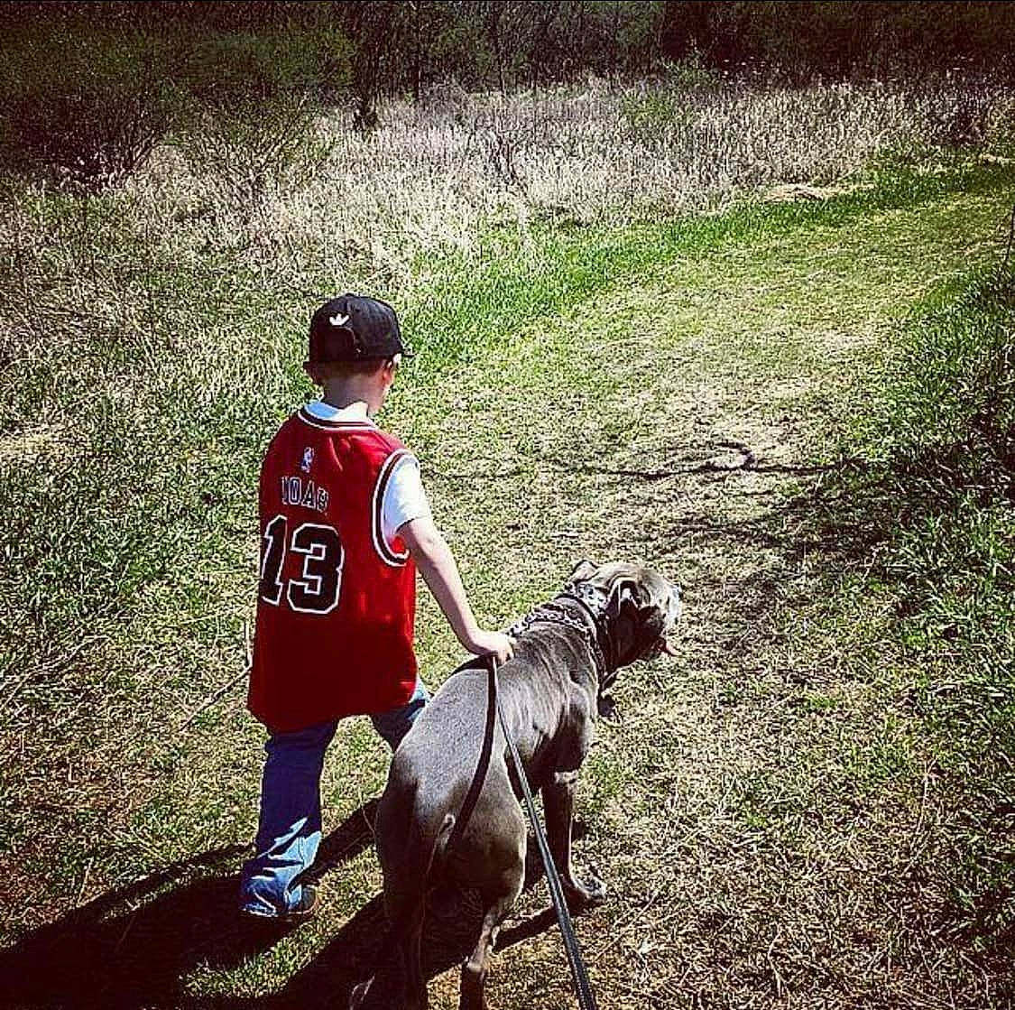 Dozer joined the competition — help win amazing prizes! canidae, carnivore, child, companion_dog, cool, dog, dog_breed, dog_walking, guard_dog, leash, non_sporting_group, play, sky, sporting_group, walking