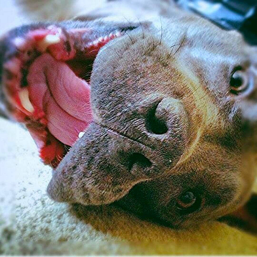 Dozer is registered to the contest to win money with this photo: canidae, carnivore, close_up, dog_breed, ear, nose, pointing_breed, snout, sporting_group, vizsla, weimaraner, wildlife