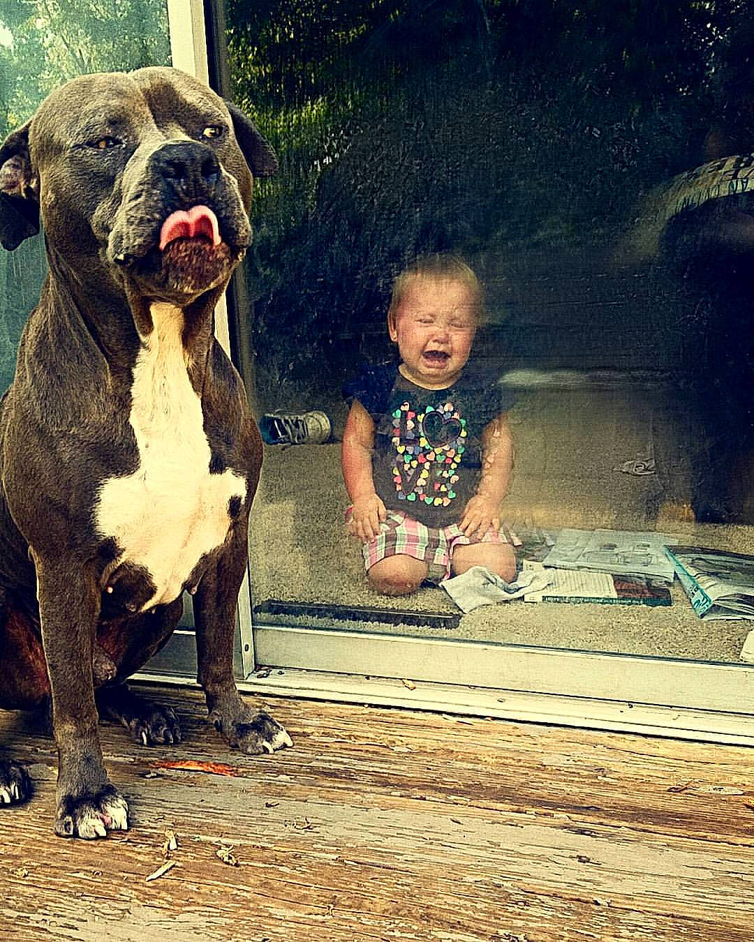 Dozer joined the competition — help win amazing prizes! american_bulldog, american_pit_bull_terrier, bandog, bully_kutta, cane_corso, canidae, carnivore, child, companion_dog, dog, dog_breed, dog_walking, fawn, great_dane, guard_dog, non_sporting_group, perro_de_presa_canario, pit_bull, sky, smile