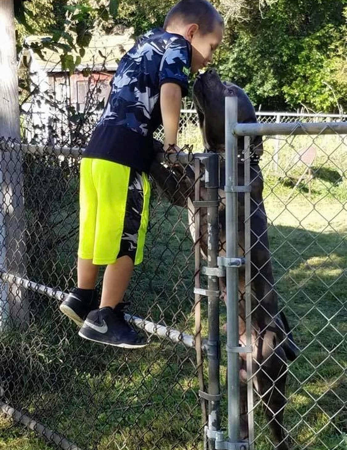 Dozer is registered to the contest to win money with this photo: chain_link_fencing, fence, tree, wire_fencing