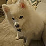 dog, white_dog, fluffy, indoor, couch, pillow, pet, animal, domestic, curious, fur, companion, cozy, living_room, soft_lighting, cute, small_dog, household, furniture, adorable