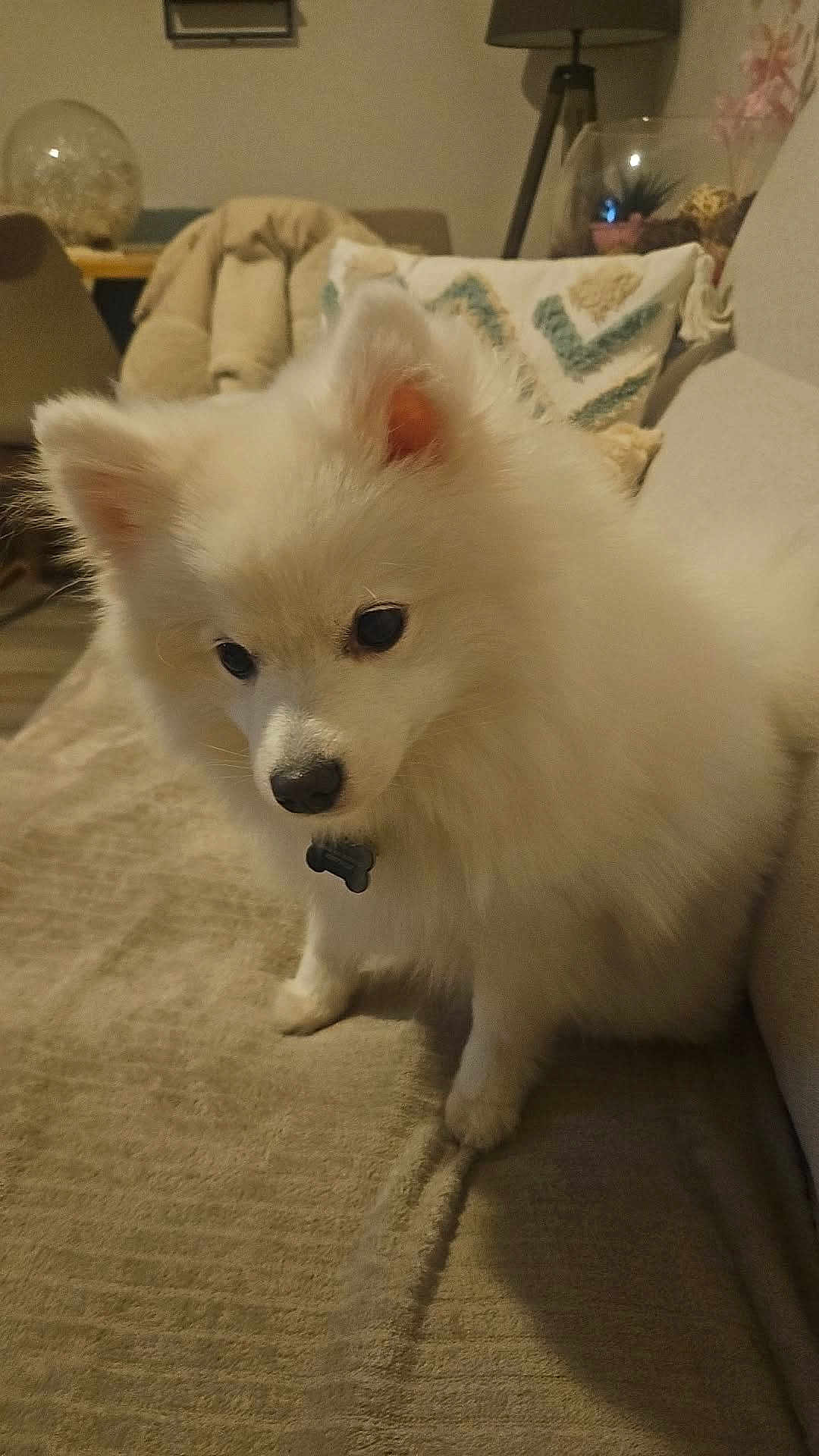 Vik a rejoint le concours — aidez-le/la à gagner de superbes lots ! dog, white_dog, fluffy, indoor, couch, pillow, pet, animal, domestic, curious, fur, companion, cozy, living_room, soft_lighting, cute, small_dog, household, furniture, adorable