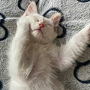 Uno a rejoint le concours — aidez-le/la à gagner de superbes lots ! kitten, cat, sleeping, white_fur, fluffy, paw, blanket, pattern, close_up, cute, pet, animal, relaxing, soft, indoor, feline, young, resting, cozy, adorable