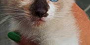 Dash is registered to the contest to win money with this photo: kitten, cat, blue_eyes, close_up, fur, pet, animal, whiskers, ears, paw, human_hand, nail_polish, tattoo, indoor, carpet, pattern, colorful, cute, young, soft