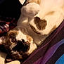 Dash is registered to the contest to win money with this photo: cat, heart_shaped_fur, lying_down, indoor, blanket, close_up, fur, pet, cute, animal, resting, cozy, soft, colorful, striped, feline, whiskers, paw, relaxed, pattern