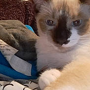 Dash joined the competition — help win amazing prizes! cat, close_up, indoor, feline, blue_eyes, blanket, fabric, cozy, resting, fur, paw, home, curious, animal, pet, relaxed, soft_texture, mammal, whiskers, ears