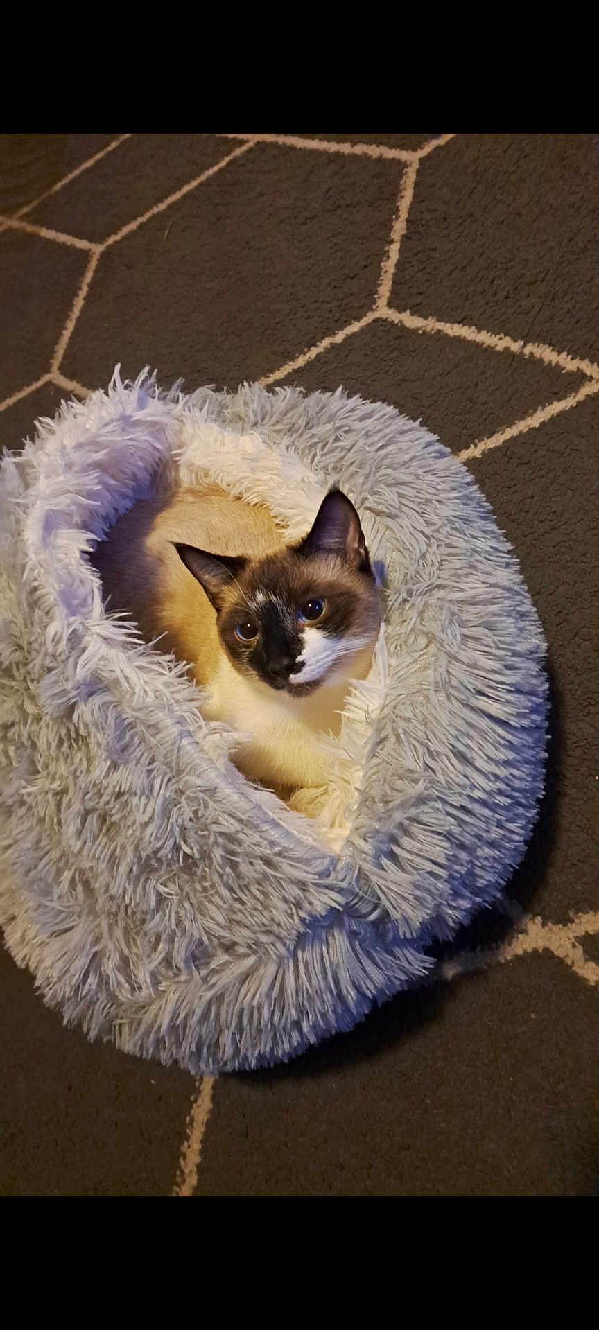 Dash is registered to the contest to win money with this photo: cat, siamese_cat, pet_bed, fluffy, cozy, indoor, carpet, curious, animal, feline, resting, cute, soft_texture, comfort, home, domestic_animal, sleepy, fur, whiskers, ears