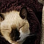 Dash is registered to the contest to win money with this photo: cat, siamese_cat, sleeping, close_up, fur, whiskers, blanket, cozy, pet, animal, cute, face, ears, relaxed, soft, indoor, resting, comfort, feline, snuggled