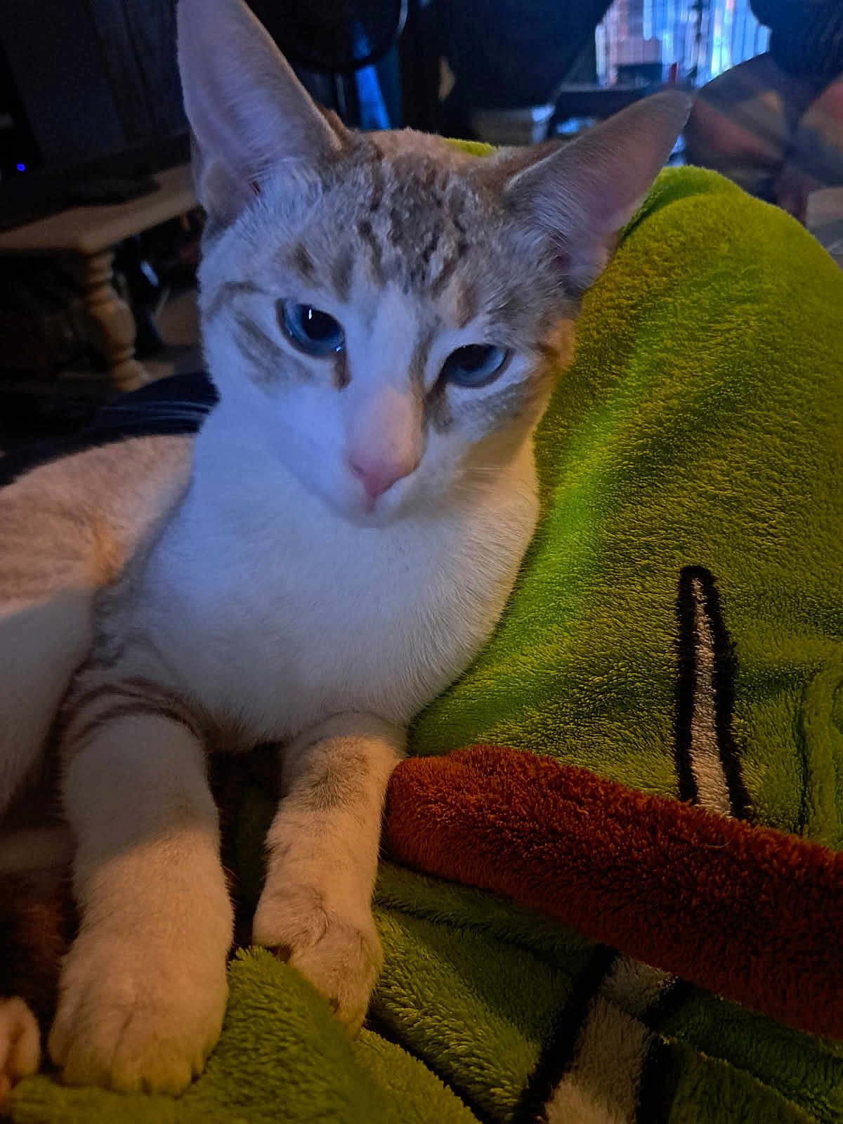 Yoda joined the competition — help win amazing prizes! cat, blue_eyes, close_up, indoor, plush_blanket, resting, feline, cozy, soft_lighting, pet, animal, mammal, tabby, white_fur, paws, relaxed, domestic_cat, cute, fur_pattern, household