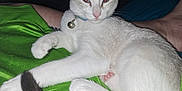 Yoda is registered to the contest to win money with this photo: cat, pet, animal, feline, collar, bell, white_fur, gray_fur, tail, paw, lying_down, indoor, flash, reflection, human, foot, fabric, green, closeup, cute