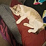 Yoda joined the competition — help win amazing prizes! cat, couch, blanket, cushion, indoor, pet, relaxed, feline, sleepy, striped_tail, cozy, domestic, fur, whiskers, paw, resting, comfort, home, animal, soft_furniture
