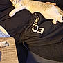 animal, black_hoodie, casual, cat, clothing, couch, cozy, fur, home, indoor, lighter, lounging, paws, person, pet, relaxed, resting, sticker, striped_cat, table