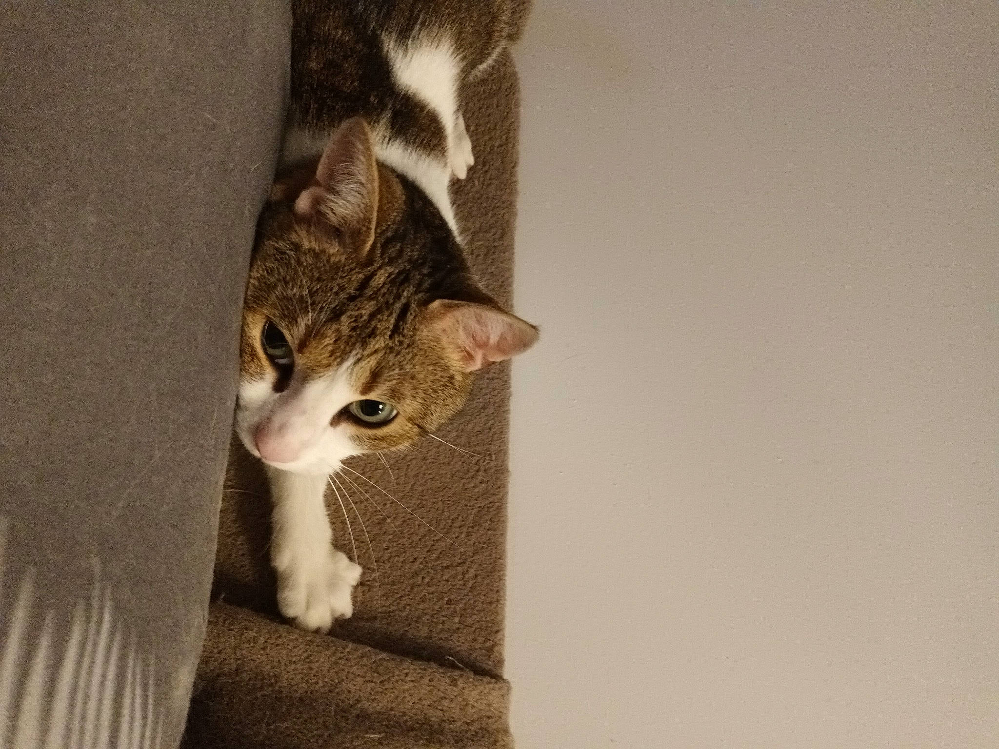 Ninja a rejoint le concours — aidez-le/la à gagner de superbes lots ! carnivore, cat, claw, comfort, domestic_short_haired_cat, fawn, felidae, fur, paw, small_to_medium_sized_cats, snout, tail, terrestrial_animal, whiskers, wildlife, wood