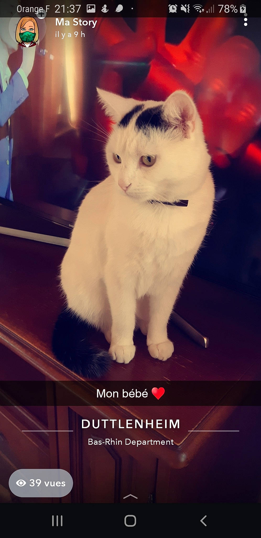 Oreo a rejoint le concours — aidez-le/la à gagner de superbes lots ! beer, carnivore, cat, display_device, domestic_short_haired_cat, electronic_device, fawn, felidae, fur, happy, love, paw, photo_caption, sky, small_to_medium_sized_cats, snout, square, tail, whiskers, window