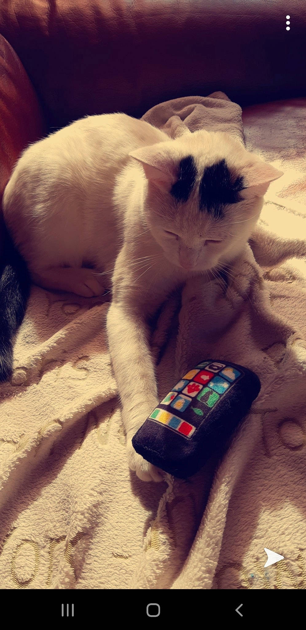 Oreo participe au concours pour gagner de l'argent avec cette photo : carnivore, cat, comfort, domestic_short_haired_cat, fawn, felidae, foot, fur, gadget, light, nail, paw, photograph, portable_communications_device, small_to_medium_sized_cats, tail, toy, whiskers, white, wrist