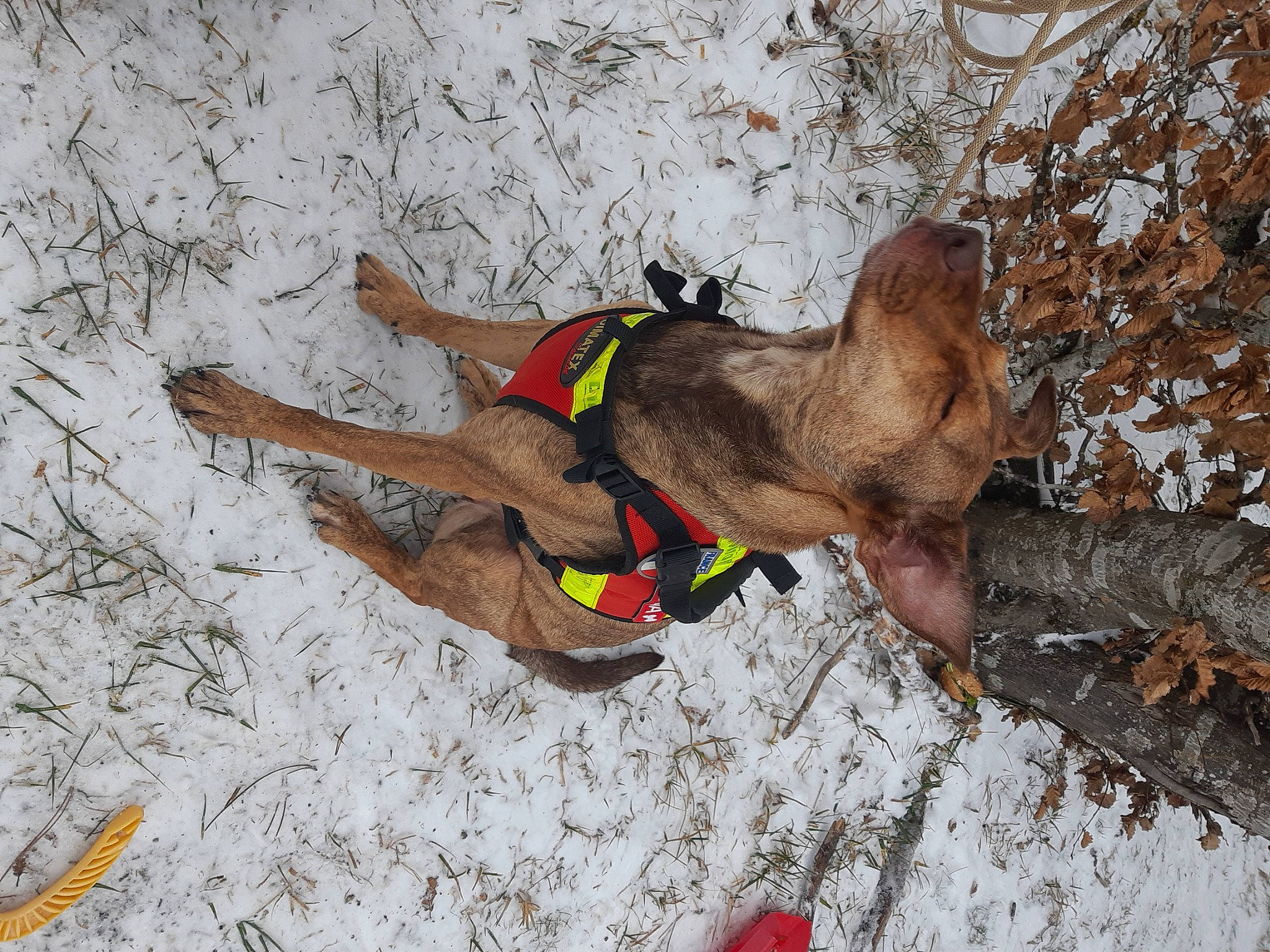 Lana a rejoint le concours — aidez-le/la à gagner de superbes lots ! adventure, canidae, carnivore, collar, dog, dog_breed, dog_supply, fawn, foot, freezing, human_leg, leash, pet_supply, snout, snow, sporting_group, tail, winter, wood, working_animal