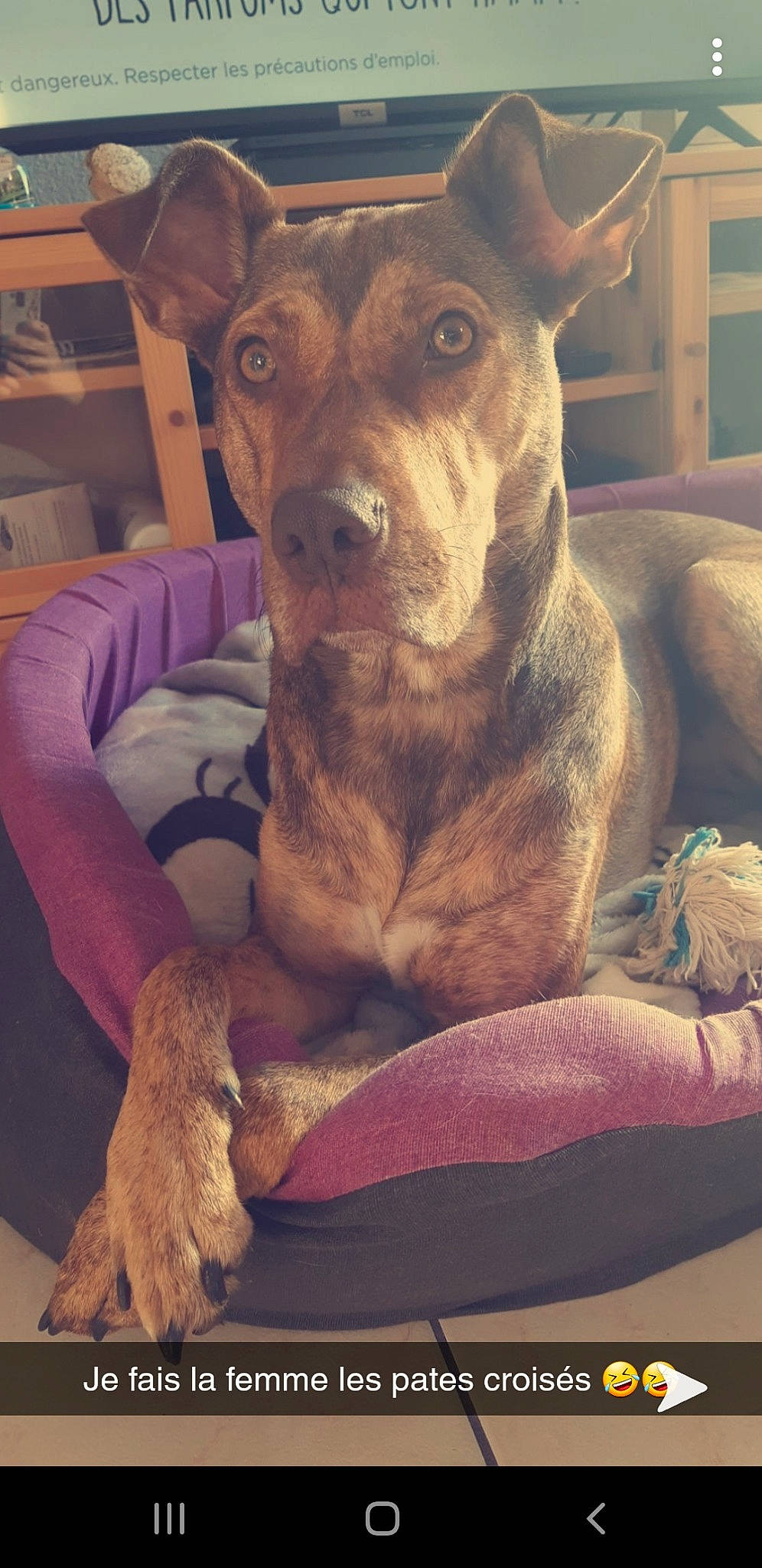 Lana participe au concours pour gagner de l'argent avec cette photo : ancient_dog_breeds, canidae, carnivore, comfort, companion_dog, dog, dog_breed, dog_supply, ear, fawn, fur, guard_dog, hat, linens, liver, pet_supply, snout, toy_dog, whiskers, working_animal