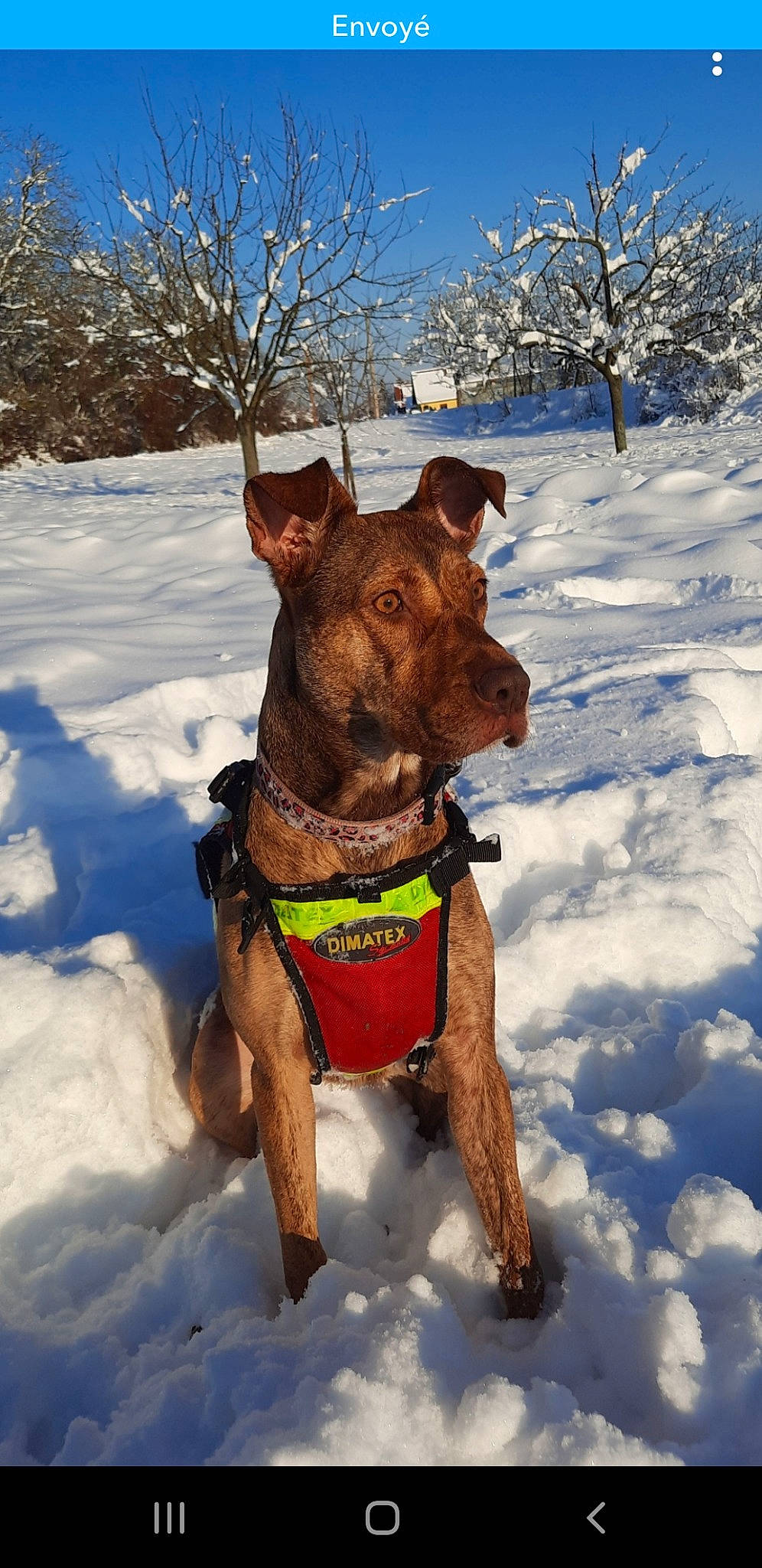 Lana a rejoint le concours — aidez-le/la à gagner de superbes lots ! adventure, canidae, carnivore, collar, dog, dog_breed, dog_clothes, dog_collar, dog_supply, fawn, leash, liver, pet_supply, recreation, snout, snow, sporting_group, tree, winter, working_animal