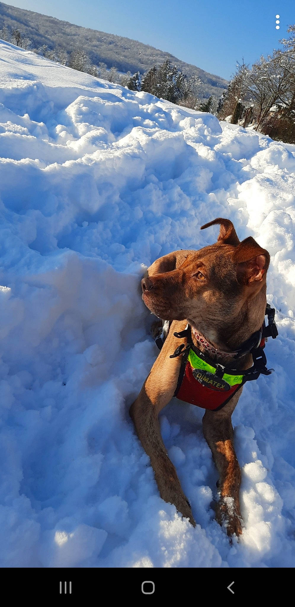 Lana participe au concours pour gagner de l'argent avec cette photo : canidae, carnivore, collar, dog, dog_breed, dog_collar, dog_supply, fawn, freezing, fun, geological_phenomenon, outdoor_recreation, pet_supply, recreation, slope, snout, snow, sporting_group, winter, working_animal