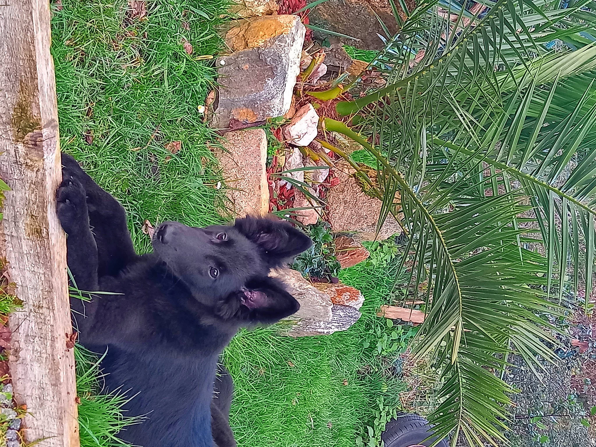 Gaya participe au concours pour gagner de l'argent avec cette photo : arecales, carnivore, conifer, dog_breed, evergreen, felidae, grass, groundcover, leaf, plant, shrub, small_to_medium_sized_cats, tail, terrestrial_animal, terrestrial_plant, tints_and_shades, tree, trunk, wood, working_animal