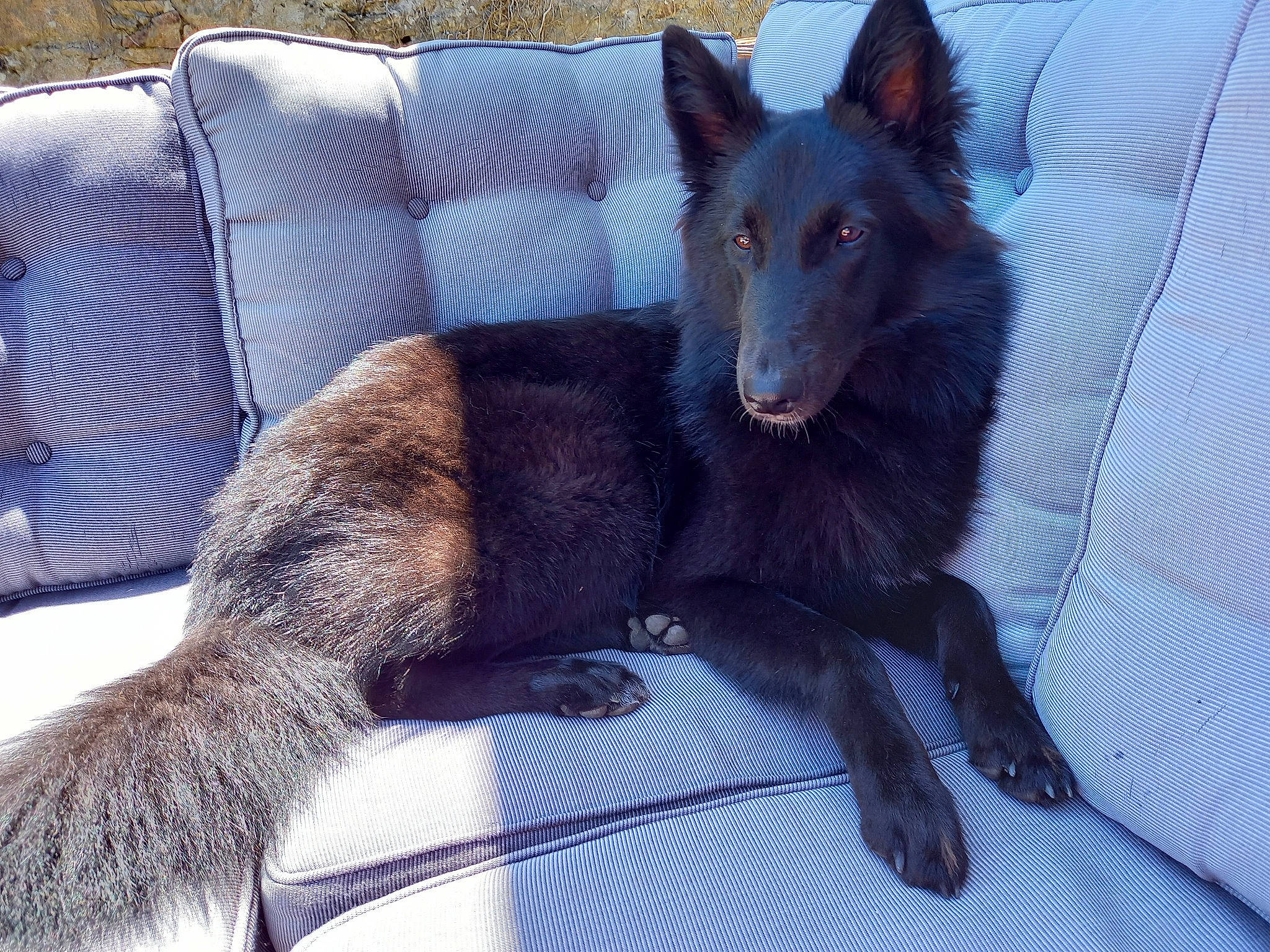 Gaya a rejoint le concours — aidez-le/la à gagner de superbes lots ! canidae, canis, carnivore, comfort, companion_dog, couch, dog, dog_breed, electric_blue, fur, herding_dog, liver, non_sporting_group, snout, sporting_group, tail, terrestrial_animal, whiskers, working_animal, working_dog