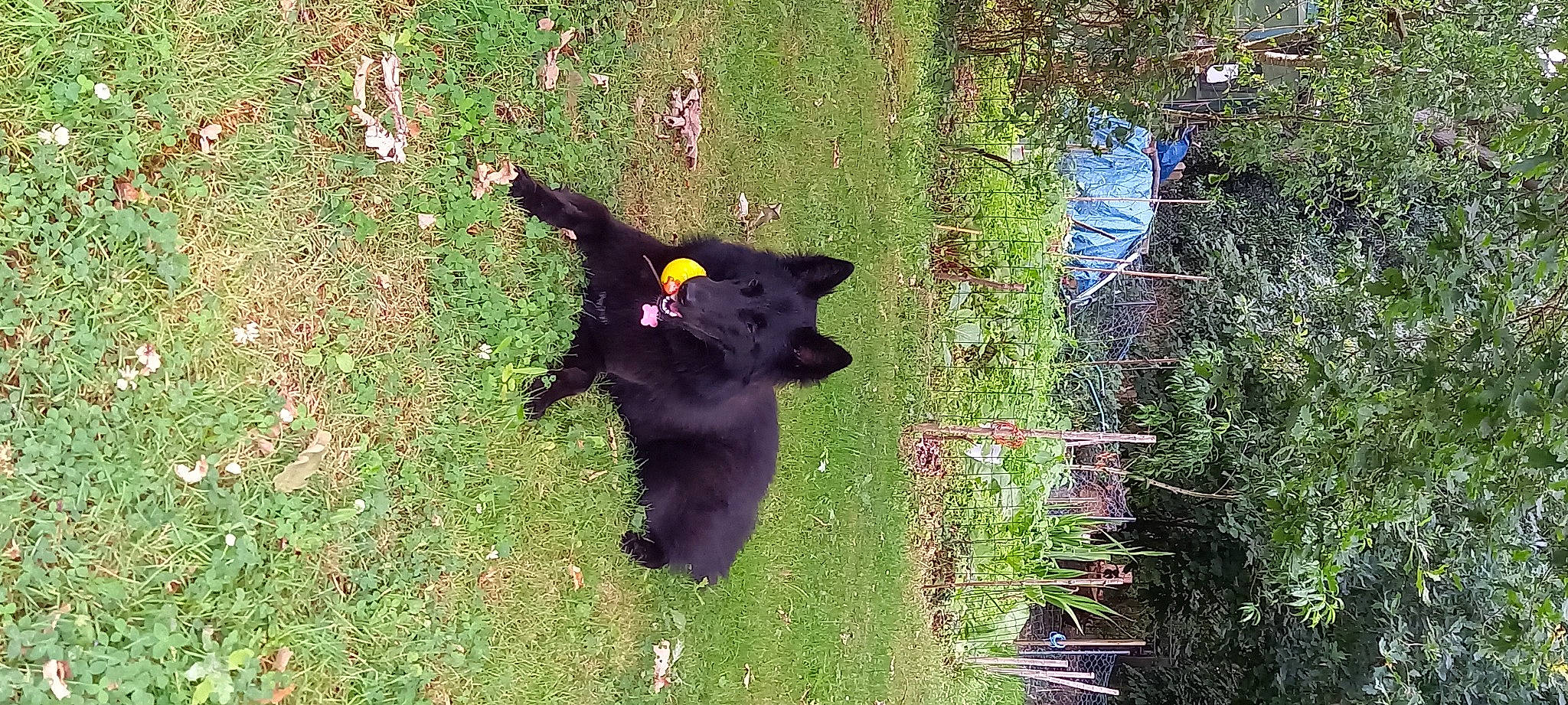 Gaya a rejoint le concours — aidez-le/la à gagner de superbes lots ! canidae, carnivore, dog, dog_breed, felidae, fur, grass, grassland, groundcover, leaf, pasture, plant, snout, sporting_group, tail, terrestrial_animal, tints_and_shades, tree, wildlife, working_animal