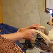 Mr.waggles is registered to the contest to win money with this photo: woman, dog, indoor, playing, holding_hands, small_dog, tan_dog, window, room, casual, interaction, person, pet, furniture, blanket, curtain, wall, home, blurred, human