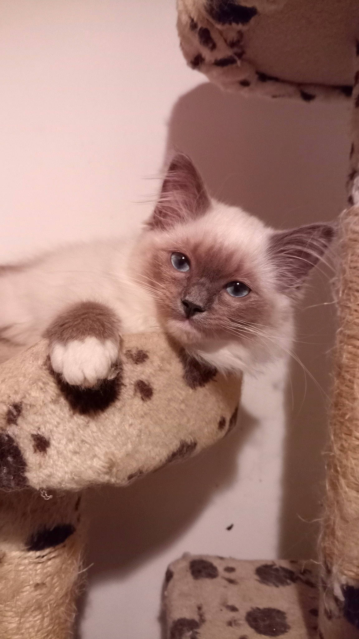 Tizeri is registered to the contest to win money with this photo: box, carnivore, cat, cat_supply, claw, domestic_short_haired_cat, fawn, felidae, fur, paw, pet_supply, small_to_medium_sized_cats, snout, tail, whiskers