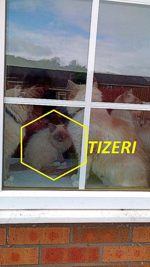 Tizeri joined the competition — help win amazing prizes! art, automotive_exterior, cloud, daylighting, fixture, glass, landscape, rectangle, reflection, room, sash_window, sky, tints_and_shades, vehicle_door, visual_arts, window, wood