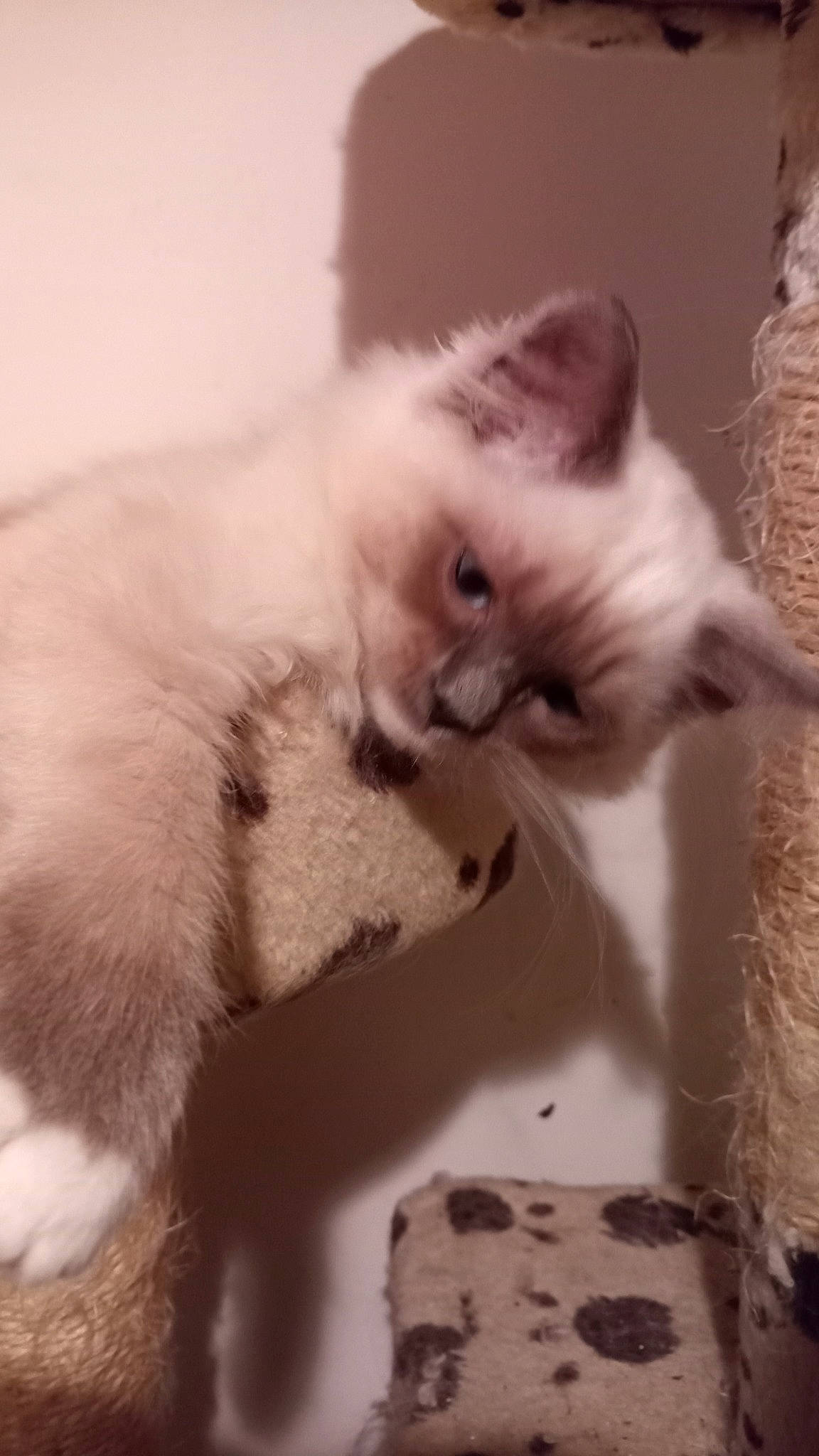 Tizeri is registered to the contest to win money with this photo: carnivore, cat, cat_supply, claw, comfort, domestic_short_haired_cat, fang, fawn, felidae, fur, paw, small_to_medium_sized_cats, snout, tail, whiskers