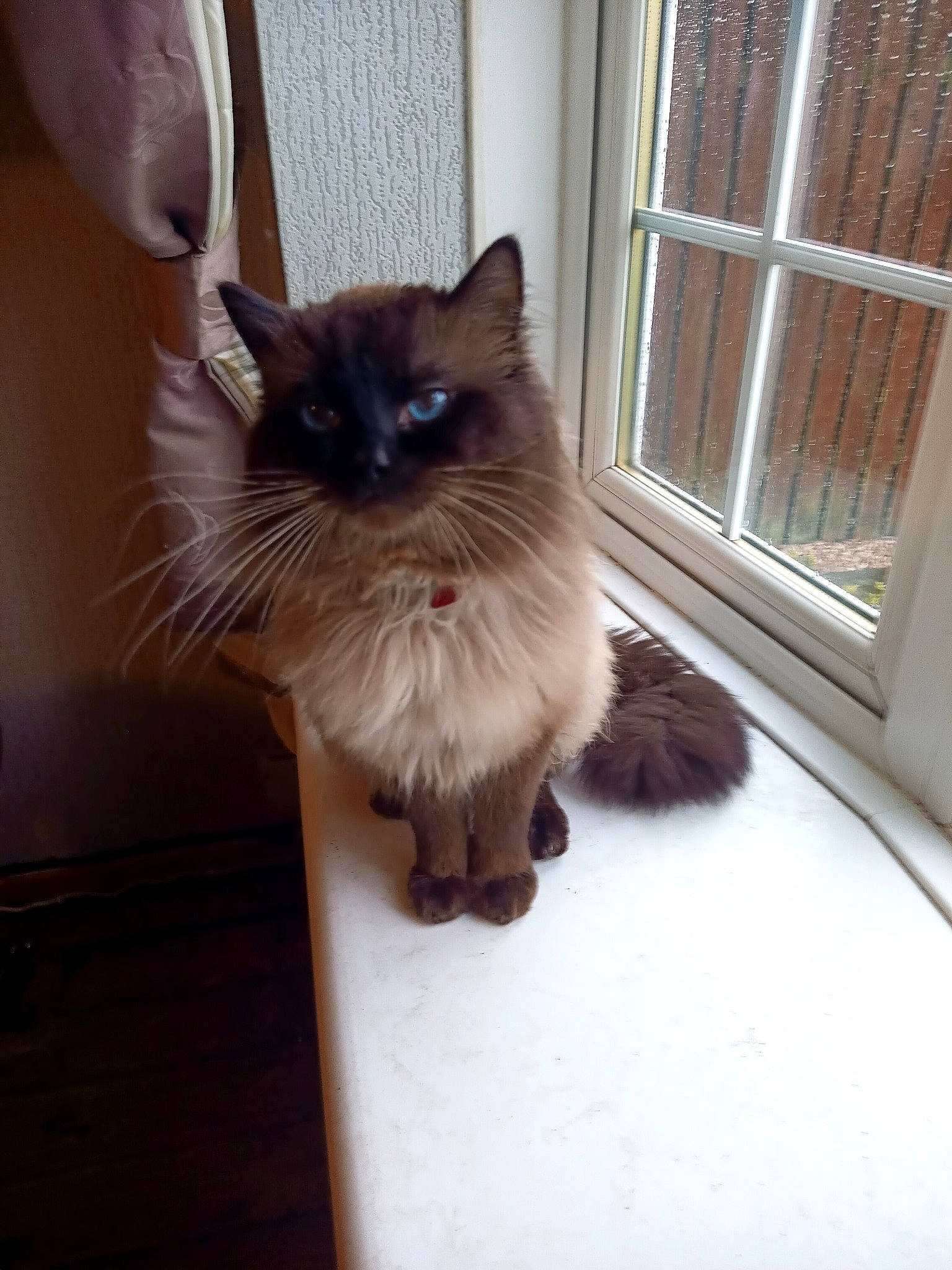 Harry Potter joined the competition — help win amazing prizes! balinese, birman, carnivore, cat, fawn, felidae, floor, flooring, fur, hardwood, iris, ragdoll, siamese, small_to_medium_sized_cats, snout, tail, thai, whiskers, window, wood